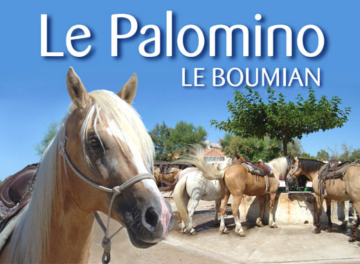 Le Palomino - Les chevaux du Boumian